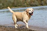 LABRADOR 208